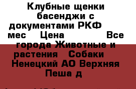 Клубные щенки басенджи с документами РКФ - 2,5 мес. › Цена ­ 20 000 - Все города Животные и растения » Собаки   . Ненецкий АО,Верхняя Пеша д.